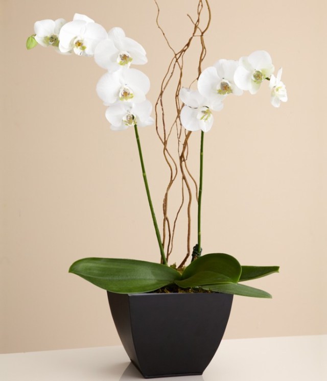Potted Orchid
